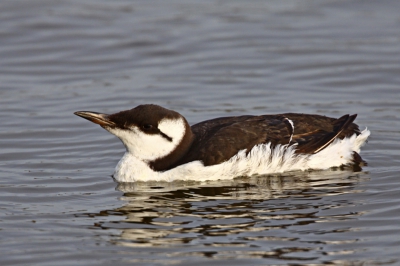 Ben ook naar Lauwersoog geweest voor de roodhalsfuut en de zeekoet (2). Deze zeekoet kwam zo dichtbij zwemmen dat hij soms niet meer helemaal in het beeld paste. Wat een leuke vogeltjes.
