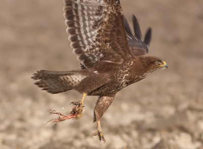 Hierbij het vliegbeeld van de buizerd (van slechte kwaliteit).