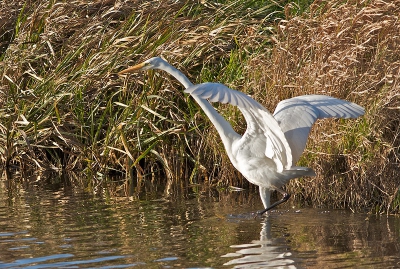 Deze grote zilverreiger maakt even gebruik van zijn vleugels, niet om weg te vliegen, maar zakte met regelmaat te ver weg in de zwarte modder van de sloot.
Uit de hand genomen vanuit de auto.