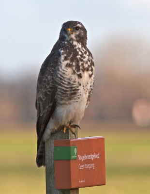 Die zat er mooi bij, zeker boven dat bordje. Maar niet lang, want ineens kwam een postman in z'n rode wagentje voorbij stuiven, en daar ging die.
Opname gemaakt vanuit de auto.