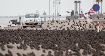 De loper was al uitgelegd toen ik aankwam bij de Holwerder pier. Geen rode, maar en deken van spreeuwen. De automobilist van de andere kant zag de humor er ook van in en remde gelukkig af om heel voorzichtig de groep het luchtruim in te sturen.