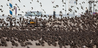 De loper was al uitgelegd toen ik aankwam bij de Holwerder pier. Geen rode, maar en deken van spreeuwen. De automobilist van de andere kant zag de humor er ook van in en remde gelukkig af om heel voorzichtig de groep het luchtruim in te sturen