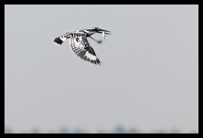 Leuke actiefoto van een bonte ijsvogel in vlucht. Ik wist niet eens dat deze bestond (want ik ben geen vogelaar) maar aan zijn vorm en gedrag te zien wist ik wel dat het een ijsvogels moest zijn.