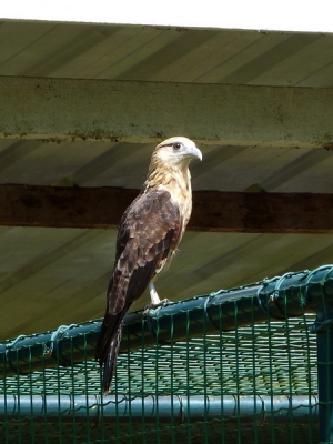 De Paramaribo Zoo is een uitstekende plek om vooral vrije vogels te spotten. Ze pikken hun graantje mee van het uitgedeelde voer. Zo ook deze geelkopcaracara, aan de "verkeerde" kant van de kooi. Enkele kooien verderop zijn minder fortuinlijke soortgenoot.