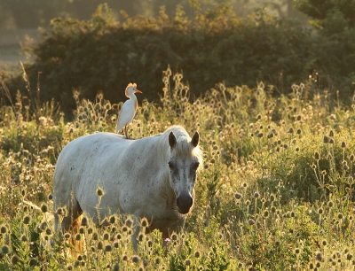 Tijdens mijn bezoek aan de Camargue ben ik op zoek gegaan naar een plaatje waarin de sfeer en ervaring van het gebied sterk in beeld brengt. Toen ik dit koereigertje op een Camargue-paard zag staan in het zachte tegenlicht van de late avond in een veld vol uitgebloeide kaardebollen wist ik dat ik zo'n beeld had gevonden.