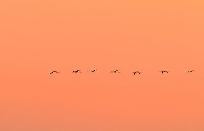 Hier nog een beeld van de flamingo excursie. Een mooie roze-oranje lucht met een vlucht flamingo's die naar hun slaapplaats terugkeren er in.