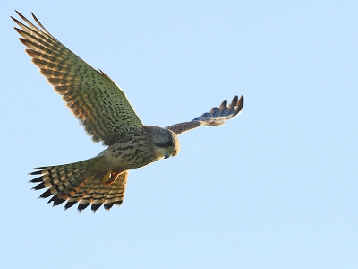 Deze Torenvalk was bij een strakbauwe hemel langs de dijk op zoek naar voedsel, het licht door de vleugels sprak mij erg aan.