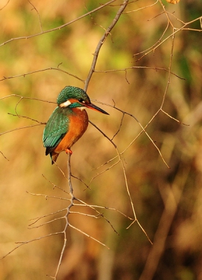 Altijd weer die wind.nu ook weer kracht zes.
Maakt het toch moeilijk om het ijsvogeltje er scherp op te krijgen.
Gelukkig bleef zij enige tijd op dit plekje vissen zodat ik toch nog leuke foto's kon maken.