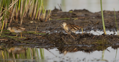 misschien geen top foto maar wel een primeurtje voor birdpix vandaar dat ik hem wel met jullie wil delen. sowieso zijn er weinig fotos van dit soort. 
zelf vind ik het een soort die bij de top 10 hoort bij de soorten die ik gezien heb in Suriname!