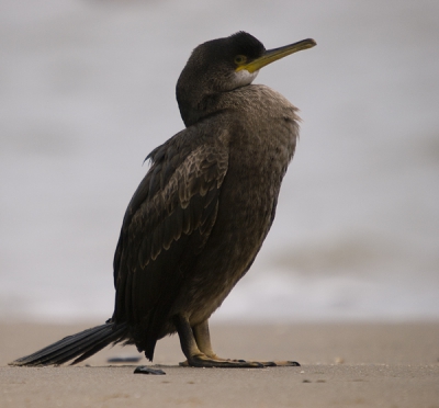 Eigenlijk was ik op zoek naar de Grote Burgemeester,maar uiteindelijk ben ik met deze Kuifaalscholver toch ook wel erg blij.Liggend op het kleine strandje bij het Noorder Havenhoofd Scheveningen.Olympus E3,Sigma 50/500 .
Bijna niet gecropt,alleen uitsnede gemaakt.