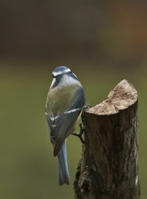 In de eigen tuin,  hij/zij liet zich van de 
'beste' achtterkant zien. Gr. Hans