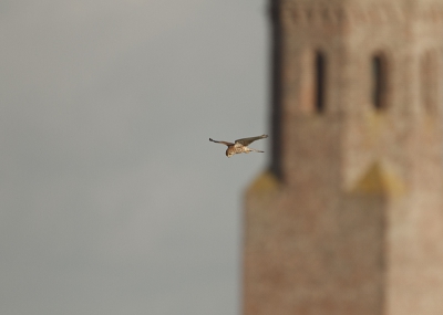 Ik denk dat dit voor veel fotografen een veelzeggende foto is. Wie herkent dit niet? Vond het zelf een leuke setting, toepasselijk, alhoewel valkje wat centraal. De `velduilenjagers'  zullen dit iig zeker herkennen.
