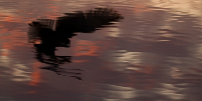 Tijdens de mooie zonsondergangen in Noorwegen viel mijn oog op de mooie reflecties van overvliegende of landende zilvermeeuwen in het rimpelende en veelkleurige water .  Vele leuke silhouetten kunnen maken, dit is een voorbeeld die er voor mij uitsprong.