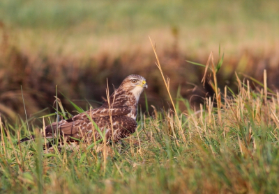 Toen ik aan kwam rijden stoote de Buizerd net in de berm maar helaas (voor hem) mis... Ik was net te laat om zijn duikvlucht op de foto te zetten maar vond hem zo toch wel mooi opkijken.