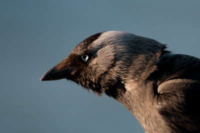 Gemaakt aan het strand op een vrijdagavond in Kopenhagen. Totaal niet schuw waren deze vogels.