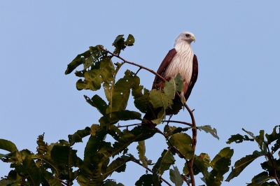 Deze vogel zag ik zitten, erg hoog in de boom. Zijn houding is misschien niet de spannendste, maar de foto is wel lekker scherp. Een moment later vloog hij weg, daar heb ik ook een leuke foto van, maar ietsje onscherper door de beweging.