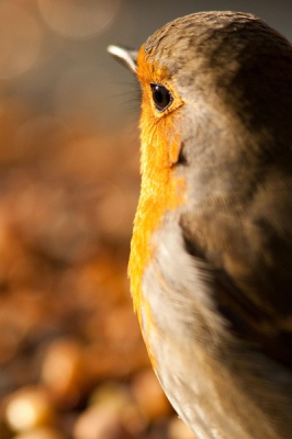 In de tuin vanuit mijn schuilhut deze roodborst vanuit een ander standpunt kunnen vastleggen