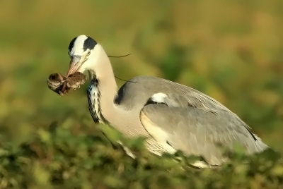 Het land is na alle regen behoorlijk drassig en dus zoeken o.a. de muisjes het hogerop, makkelijke prooi dus voor de BLauwe Reiger die hier in een uur tijd de familie muis op ging eten.(6 st.)