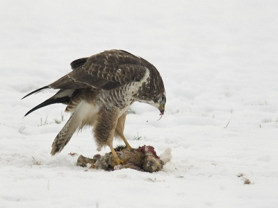 Entje uit de ouwe doos(1990) Deze buizerd kon ik 
zo'n 10min volgen hoe hij vakkundig deze haas loopte.