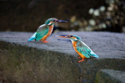 Deze twee leuke ijsvogeltjes zaten gezellig langs het water op een rotsblok. Ik kon ze goed benaderen, maar het was nog vrij donker.