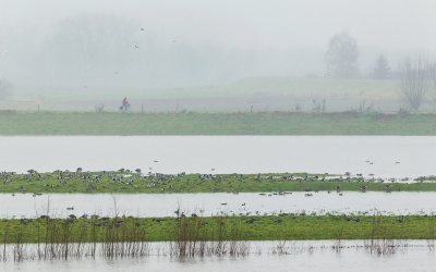 daar is Birdpix ook fantastisch voor: laten meegenieten.

Dit is op dit moment mijn zeer inspirerende uitzicht vanuit mijn kantoortje op de 1e verdieping van mijn huis. De IJssel is al flink buiten haar oevers getreden. Elke keer een klein feest om te zien hoe allerlei soorten daarvan profiteren (dan heb ik het niet over woelmuizen en mollen...)

welke soorten zien jullie?