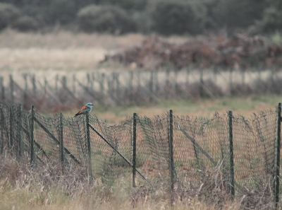 Het steppegebied van la Crau is van zeldzame natuurlijke schoonheid en waarde maar de semi-steppes er omheen zijn ook schitterend en trekken weer andere soorten aan zoals deze scharrelaar. Het was de eerste die ik ooit zag!