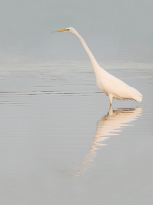 Ook deze plaat is gemaakt in het begin van de schemering. Niet zo high-key als de vorige, maar ook hier heb ik aardig wat overbelicht. Vond zelf veel rust van deze foto uitstralen, vanwege de koude kleuren, houding van de vogel en lichte rimpeling in het water.

Iedereen prettige kerstdagen en een gelukkig nieuwjaar!

Groeten Tom Versluijs