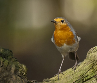 Deze roodborst ging er toch even voor staan, meestal zie ik er maar een.Gr. Hans