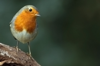 Dit is mijn eerste upload hier. Een Roodborst vanuit de schuilhut in de tuin.