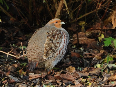 Een van de elf patrijzen die hier regelmatig te zien zijn.
Nog steeds in tuin scharrelend aan gezien het huis toch leeg staat.