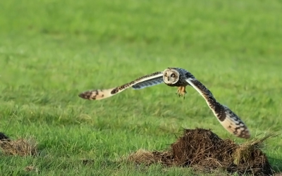 Ja, ook hier in Friesland kom de velduilen tegen. Enige tijd van deze veld uil kunnen genieten al was het hier al laat in de middag en helaas bewolkt vandaar iso op 640.