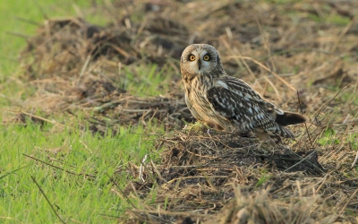 Omdat ik het zo,n mooi beestje vind hier nog een (laatste) foto. Hier zit ie in zijn geliefde habitat.