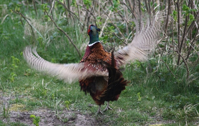 de fazant kwam langs ons raam en vond het zo mooi dat hij met zijn vleugel wapperde