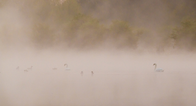 Vroeg in de ochtend deze opname gemaakt tijdens een wandeling door de Stille Kern. Een gebied dat mogelijk toch onderdeel gaat uitmaken van de ecologische verbindingszone( oostvaardersplassen naar de Veluwe)