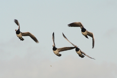 Afgelopen zaterdag was er nogal wat onrust onder ganzen. Een mooie gelegenhied om vliegende ganzen te fotograferen.