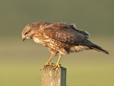 Deze buizerd keek bleef strak naar beneden kijken en het duurde dan ook niet lang of hij had een muis te pakken. Hij bleef lang zitten dus heb een pracht serie kunnen maken.