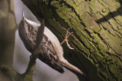 Zaterdagmiddag onder ideale licht omstandigheden gemaakt. Vogel liet zich veel zien, maar zijn bijzonder bewegelijk, wat met een MF lens natuurlijk moeite geeft voor een geslaagde opname. Al zit hij niet helemaal vrij ben ik hier wel tevreden over