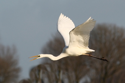 Geduldig wachten in de auto wordt soms beloond. Deze grote zilverreiger kwam luid roepend langsvliegen.