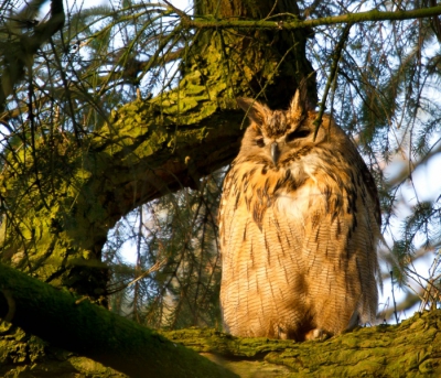 Zaterdag veel foto's van de Oehoe kunnen maken en ook een op birdpix geplaatst. Helaas werden ze afgekeurd omdat het een escape zou zijn.
Ik heb dat uitgezocht en volgens Gejo Wassink van de Oehoe werkgroep gaat het waarschijnlijk om een "wild jong". De armpennen hebben een relatief smalle bandering, dat zijn jeugdpennen. Er is ook geen enkele melding binnengekomen van een ontsnapt exemplaar en hij is ook niet geringd.
Ik hoop dus dat hij daarom geplaatst wordt. 

Hij zat hoog in een boom en met de eerste zonnestralen was dat een prachtig gezicht.