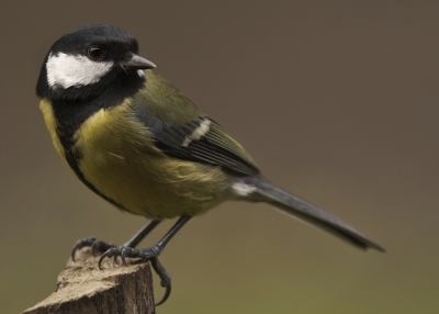 Deze koolmees was zo aardig om even naar de click van de camera te luisteren. Gr. Hans