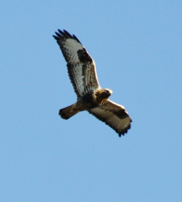 Migration time, resemblance to the Common Buzzard but paler. Good conditions