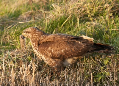 Gaaf om ook eens een buizerd met muis te platen. Je moet wel snel zijn want het is: hap,slik, weg.