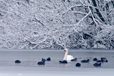 hier een foto van vorig jaar rond deze tijd.
een knobbelzwaan met meerkoeten in een wak. tijdens de vrieskou op mijn knien in de sneeuw gezeten voor deze foto.