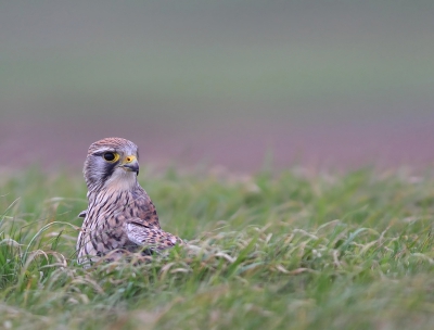 Begin deze maand ben ik een keer samen met Jan van der Greef op zoek geweest naar de kerkuil, en we hadden die dag een hoop leuke bijvangst, onder anderen deze torenvalk die net een stootduik had gemaakt op een dijk (zonder succes). De houding en blik van de foto en de zachte achtergrond spreken mij aan.