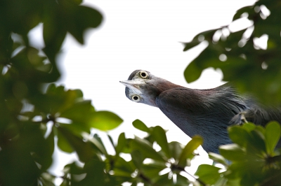 Ben ik bezig met fotograferen van pelicanen in de haven vliegt deze over. Komt in de boom naast me zitten (zit zelf niet in de boom). Hopend dat die ergens door de struiken kijkt... en daar is ie dan.  Kijkend recht naar beneden