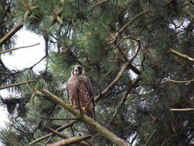 Dit is een van de juveniele vogels, het mannetje, die succesvol opgeleid zijn door papa en mama slechtvalk. Al jagend schrok deze man van mijn collega, zo laag als die vloog en ging daardoor maar in een boom zitten op nog geen 10 meter afstand. Nog nooit zo in me sas geweest met een foto als deze, ik weet het heb nog veel te leren maar het is een begin wat ik graag met jullie wou delen. De datum krijg ik niet ingevoerd, dus bij deze de foto is gemaakt op 19-07-2011