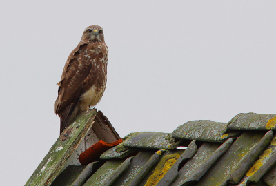 Toen ik aan kwam rijden zag ik iets op het schuurtje zitten het was een buizerd. Er stond al een auto bij de schuur met een andere fotograaf ben ik maar ff langs gereden en bij de plas gaan kijken. Daar zat helaas niets toen ik weer bij de schuur kwam zat de buizerd er nog op en de auto was weg. Ben ik er maar ff gaan staan.