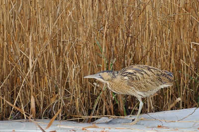 Trouw elke winter zijn er een paar roerdompen te zien in de rietlanden rond Kockengen.