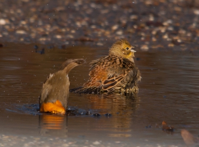 Terwijl de geelgors zich lekker aan het wassen is, duikt zo ineens het roodborstje ook het water in.