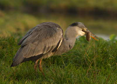 Hele serie kunnen maken van een Reiger die uitgebreid (zeker 5 muizen in een uur tijd) zat te dineren op de hoek van een weiland. Werd een aantal keer opgejaagd door een paar koeien, vermakelijk schouwspel! helaas foto's daarvan niet zo denderend